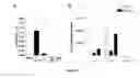 Fig. 23 - Method of treating food allergies by administering a nanoparticle comprising heparin and chitosan encapsulating IL-12