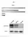 Fig. 02 - NOVEL COMPOSITIONS AND METHODS FOR PREVENTING OR TREATING CANCER METASTASIS
