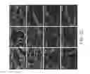 Fig. 07 - Stem cell preparations and methods of use