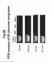 Fig. 08 - ENGINEERED PEPTIDE (EP)-DIRECTED PROTEIN INTERCELLULAR DELIVERY SYSTEM AND USES THEREOF