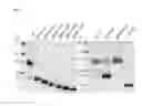 Fig. 08 - REF nuclease for site-specific REF-mediated DNA cleavage