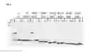Fig. 09 - REF nuclease for site-specific REF-mediated DNA cleavage