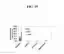 Fig. 20 - Antibody polypeptides that antagonize CD40L