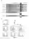 Fig. 02 - Compositions and methods for generating a persisting population of T cells useful for the treatment of cancer