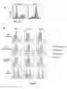 Fig. 07 - Compositions and methods for generating a persisting population of T cells useful for the treatment of cancer