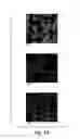 Fig. 02 - BACTERIAL MEDIATED THF ALPHA GENE SILENCING