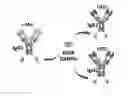 Fig. 01 - Bispecific chimeric proteins comprising DARPins