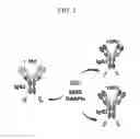 Fig. 02 - Bispecific chimeric proteins comprising DARPins