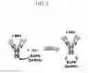 Fig. 04 - Bispecific chimeric proteins comprising DARPins