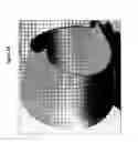 Fig. 02 - SMOOTH MUSCLE CELL CONSTRUCTS