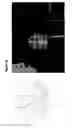 Fig. 09 - SMOOTH MUSCLE CELL CONSTRUCTS