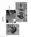 Fig. 49 - SMOOTH MUSCLE CELL CONSTRUCTS
