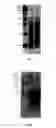 Fig. 02 - DEVELOPMENT OF SPECIFIC IMMUNOASSAY CRITICAL REAGENTS FOR PHARMACOKINETIC ASSESSMENTS OF PEPTIDE POLYMERS IN PRECLINICAL AND CLINICAL MATRICES