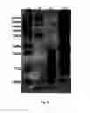 Fig. 07 - DEVELOPMENT OF SPECIFIC IMMUNOASSAY CRITICAL REAGENTS FOR PHARMACOKINETIC ASSESSMENTS OF PEPTIDE POLYMERS IN PRECLINICAL AND CLINICAL MATRICES