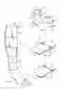 Fig. 02 - Compression sleeve augmenting calf muscle pump