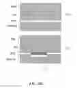 Fig. 22 - Instruments and methods for the implantation of cell-seeded substrates