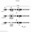 Fig. 02 - Human VpreB & Chimaeric Surrogate Light Chains in Transgenic Non-Human Vertebrates
