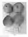 Fig. 02 - Pear tree named 'ANP-0131'