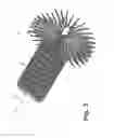 Fig. 04 - TWISTED BRUSH WITH PARALLEL BRISTLES AT THE DISTAL END