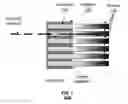 Fig. 02 - Intrinsic reflectors of scintillation detector elements and formation process of intrinsic reflectors