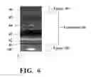 Fig. 06 - Carbon nanotube-polymer composite and process for making same