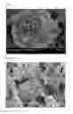 Fig. 02 - Precursor for preparation of lithium composite transition metal oxide and method of preparing the same