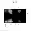 Fig. 07 - Curved display device