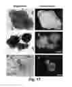 Fig. 17 - TECHNOLOGIES FOR PANCREATIC ISLET TRANSPLANTATION