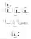 Fig. 05 - Method for treating inflammation with an -TMP-2 protein