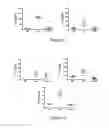 Fig. 10 - Method for treating inflammation with an -TMP-2 protein