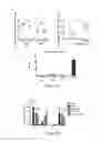 Fig. 12 - Method for treating inflammation with an -TMP-2 protein