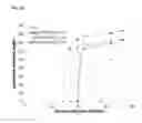 Fig. 25 - DOPING AGENTS AND POLYMERIC COMPOSITIONS THEREOF FOR CONTROLLED DRUG DELIVERY