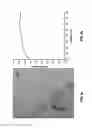 Fig. 06 - Rapid synthesis of graphene and formation of graphene structures