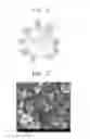 Fig. 02 - Composite cathode active material, lithium battery including the same, and preparation method thereof