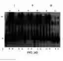 Fig. 45 - Primers and methods for the detection and discrimination of nucleic acids