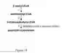 Fig. 19 - Methods and systems for chemoautotrophic production of organic compounds