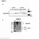 Fig. 02 - Clusterin pharmaceuticals and treatment methods using the same