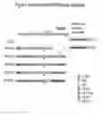 Fig. 07 - Extended dicer substrate agents and methods for the specific inhibition of gene expression