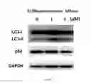 Fig. 06 - Anti-cervical cancer compound and method of use thereof