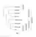 Fig. 02 - SPIDER SILK DRAGLINE POLYNUCLEOTIDES, POLYPEPTIDES AND METHODS OF USE THEREOF