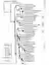 Fig. 06 - SPIDER SILK DRAGLINE POLYNUCLEOTIDES, POLYPEPTIDES AND METHODS OF USE THEREOF
