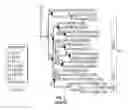 Fig. 07 - SPIDER SILK DRAGLINE POLYNUCLEOTIDES, POLYPEPTIDES AND METHODS OF USE THEREOF