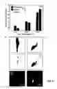 Fig. 06 - PATCH STRUCTURES FOR CONTROLLED WOUND HEALING