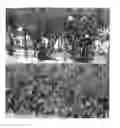 Fig. 01 - Tomato plants comprising transgenic event Bs2-X5