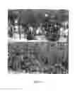 Fig. 04 - Tomato plants comprising transgenic event Bs2-X5