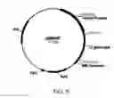 Fig. 06 - Polypeptides having cellulolytic enhancing activity and polynucleotides encoding same