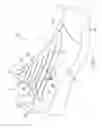 Fig. 02 - Article with tensioning system including driven tensioning members