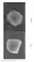 Fig. 08 - ABRASIVE PARTICLES HAVING A UNIQUE MORPHOLOGY