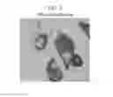 Fig. 09 - Fluorescent phospholipid ether compounds, compositions, and methods of use