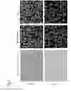 Fig. 09 - NORMALIZATION OF CULTURE OF CORNEAL ENDOTHELIAL CELLS